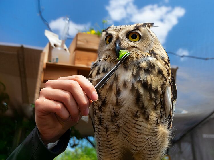 上海尚德实验学校2025招生条件及学费